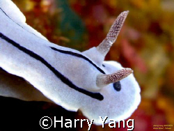 Nudibranchia by Harry Yang 